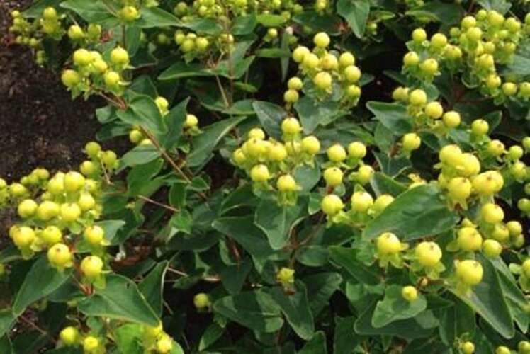Afbeelding bij Hertshooi - Hypericum in. 'Magical® Limelight
