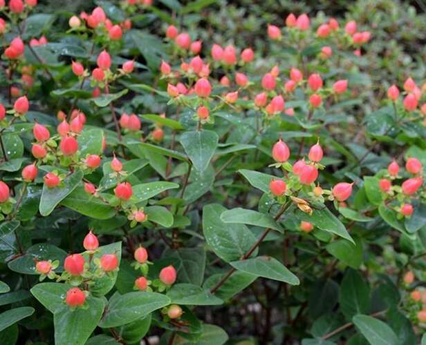Afbeelding bij Hertshooi - Hypericum in. &#039;Magical ® Pumpkin&#039;