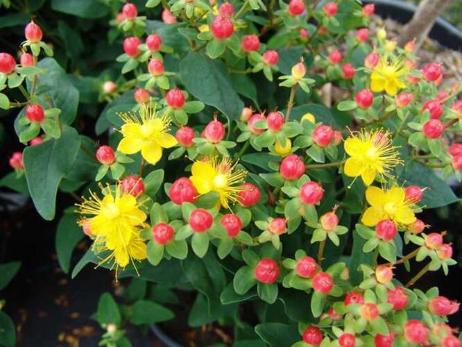 Afbeelding bij Hertshooi - Hypericum in. &#039;Magical® Red Fame&#039; (= &#039;Kolmaref&#039;)
