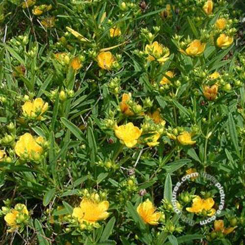 Afbeelding bij Hertshooi - Hypericum kalmianum 'Gemo'