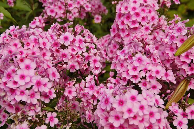 hele jaar bloeiende vaste planten in tuin