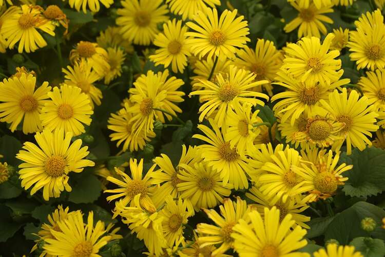 kijken Vroegst Bang om te sterven Het hele jaar bloeiende vaste planten in de tuin