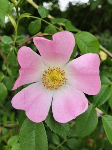 Afbeelding bij Het nut van de roos