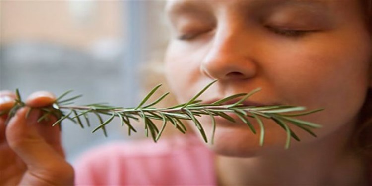 Afbeelding bij Het snuiven van Rozemarijn kan je geheugen met 75% verhogen!