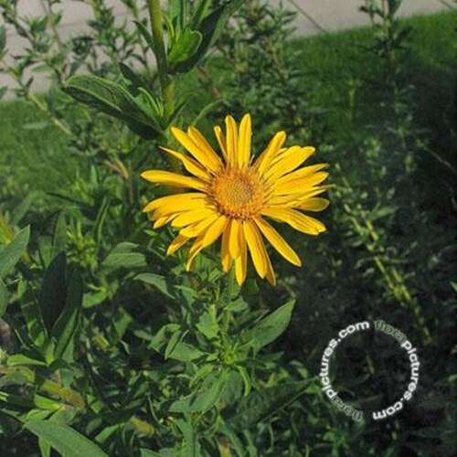 Afbeelding bij Heterotheca - Aster - Heterotheca villosa 