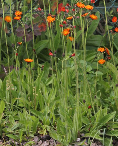 Afbeelding bij Hieracium / Havikskruid