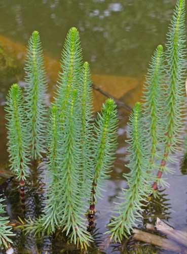 Afbeelding bij Hippurus vulgaris / lidsteng (plantenfiche)