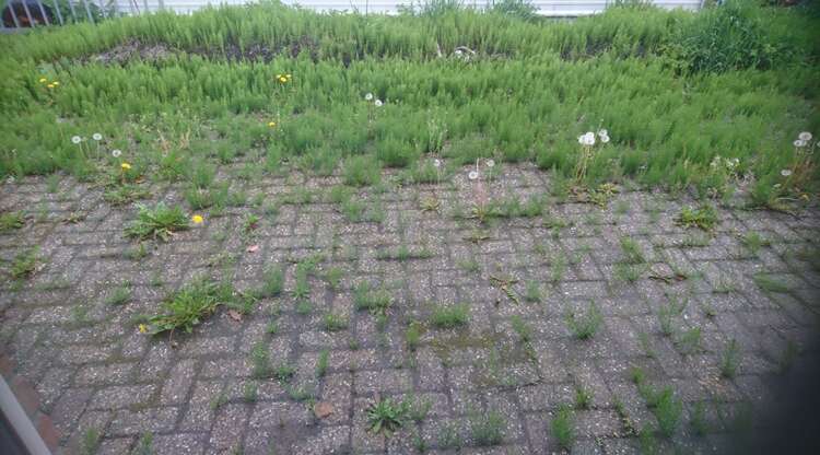 Afbeelding bij Hoe kom ik van dit onkruid af tussen de bestrating