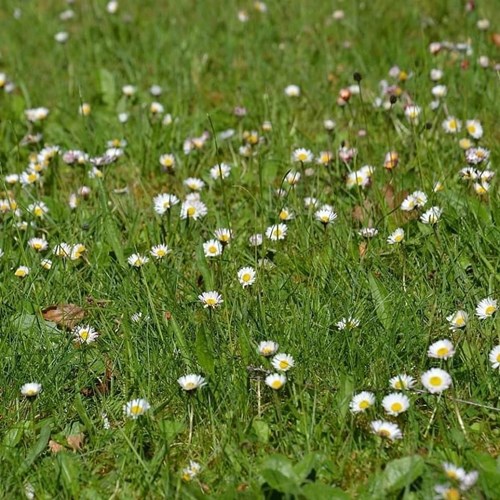 Afbeelding bij Hoe krijg je meer madeliefjes in je gazon?