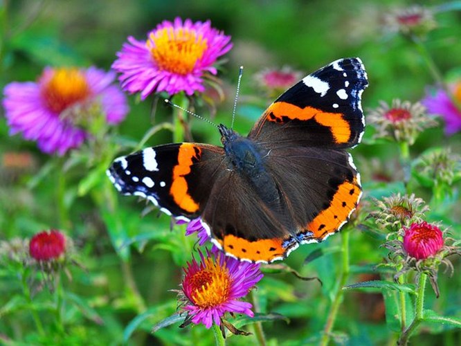 Hoe maak ik mijn tuin aantrekkelijk voor vlinders en bijen 