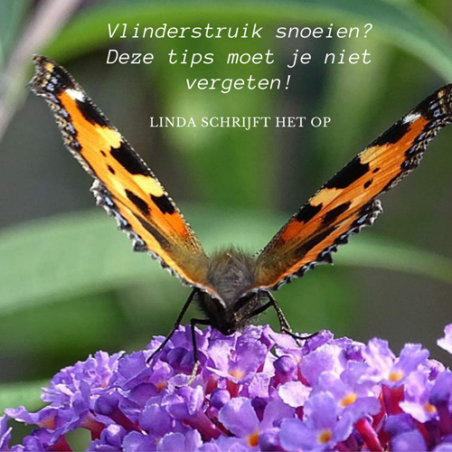 Afbeelding bij Hoe snoei je een Vlinderstruik? Handige tips die je niet moet vergeten
