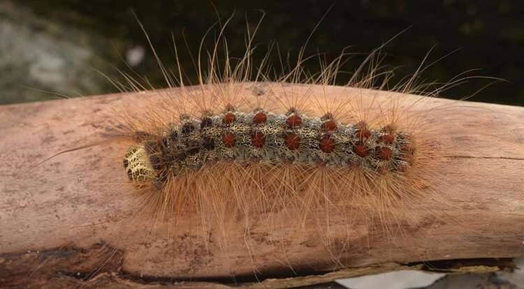 Afbeelding bij Hoe ziet de dennenprocessierups eruit