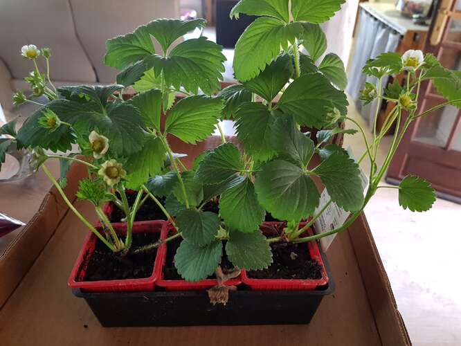 Hoeveel aardbeienplantjes per strekkende meter