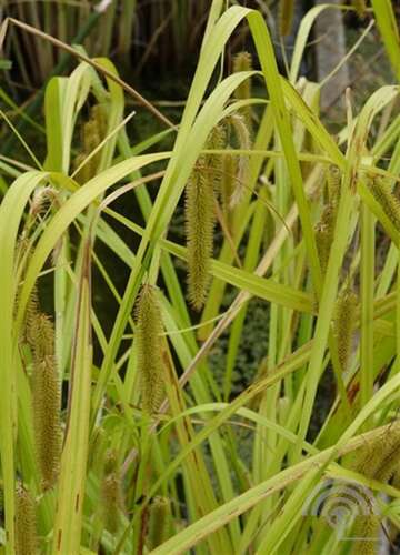 Afbeelding bij Hoge cyperzegge - Carex pseudocyperus