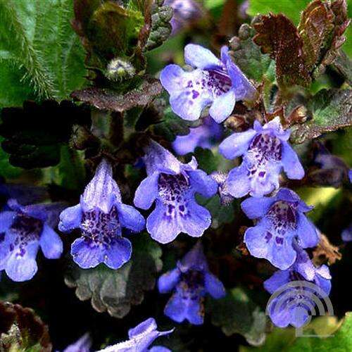 Afbeelding bij Hondsdraf - Glechoma hederacea 