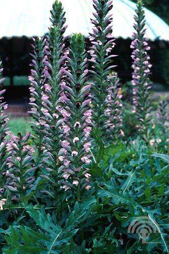 Afbeelding bij Hongaarse berenklauw - Acanthus Hongarius