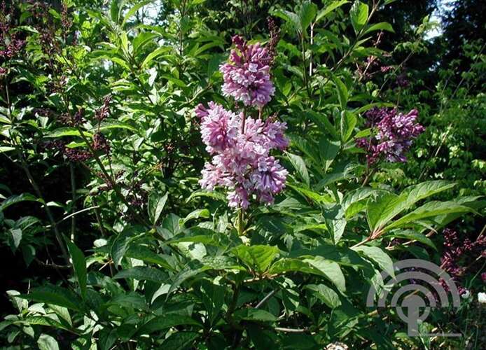 Afbeelding bij  Hongaarse sering - Syringa josikaea