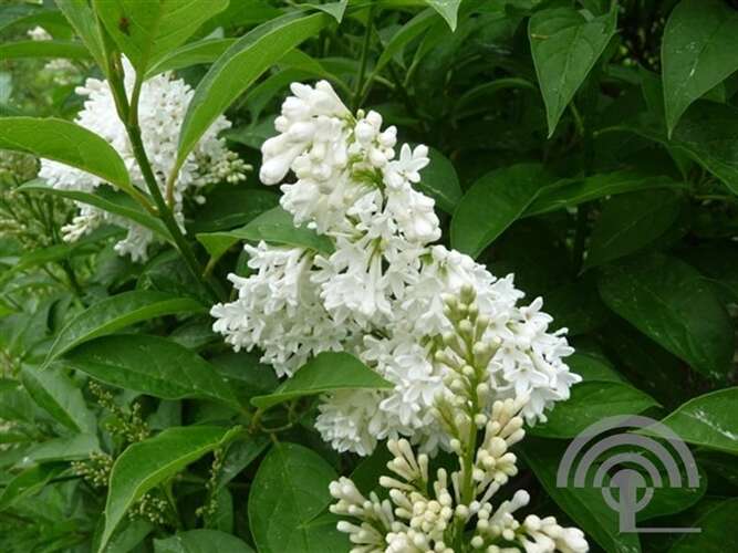 Afbeelding bij  Hongaarse sering - Syringa josikaea 'Holger'