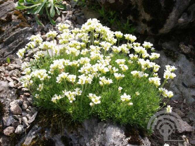 Afbeelding bij Hongerbloempje - Draba &#039;Suendermannii&#039; 