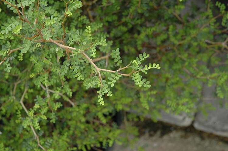 Afbeelding bij Honingboom - dwergvorm - Sophora prostrata 'Little Baby'