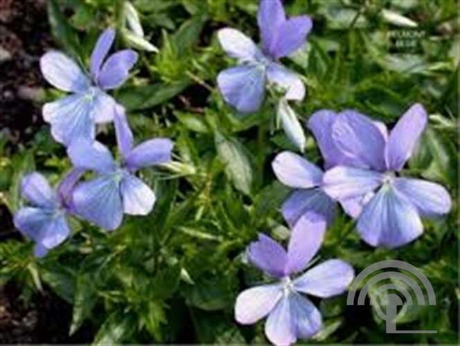 Afbeelding bij Hoornviooltje - Viola (C) &#039;Boughton Blue&#039; 