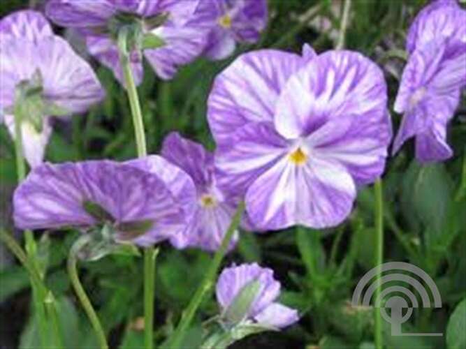 Afbeelding bij Hoornviooltje - Viola (C) &#039;Columbine&#039;