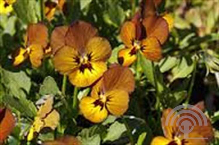 Afbeelding bij Hoornviooltje - Viola (C) &#039;Irish Molly&#039;