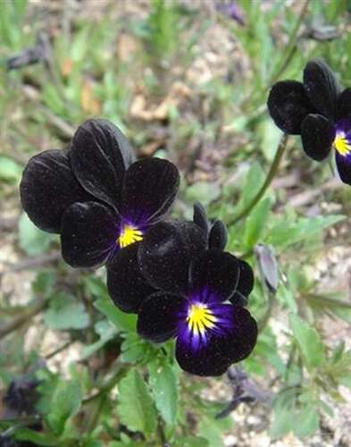 Afbeelding bij Hoornviooltje - Viola (C) &#039;Molly Sanderson&#039;