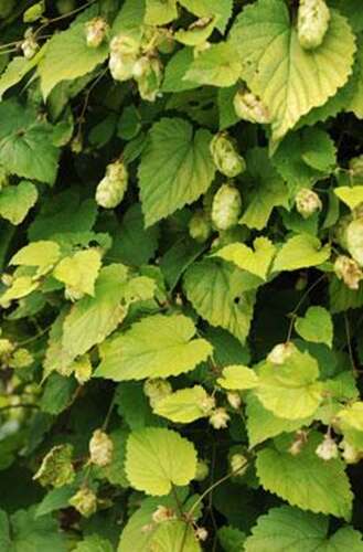 Afbeelding bij Hop - dwergvorm - vrouwelijk - Humulus lupulus &#039;Golden Tassels&#039;