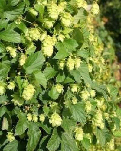 Afbeelding bij Hop - vrouwelijk - Humulus lupulus &#039;Prima Donna&#039;