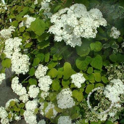 Afbeelding bij Hortensia - Hydrangea arborescens &#039;Grandiflora&#039;