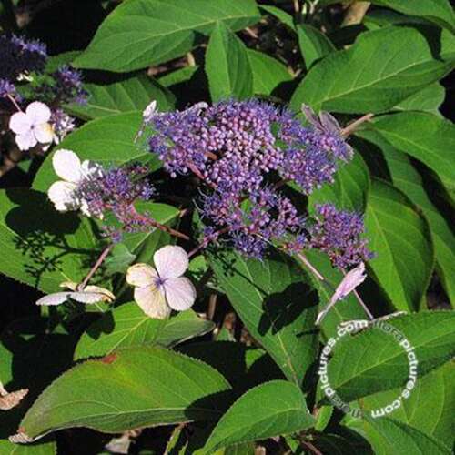 Afbeelding bij Hortensia - Hydrangea villosa