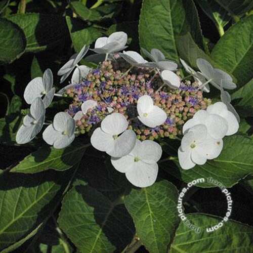 Afbeelding bij Hortensia – schermvormig - Hydrangea macr. &#039;Bachstelze&#039;