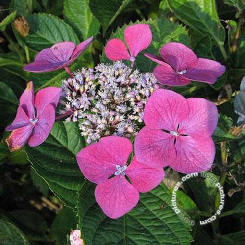 Afbeelding bij Hortensia - schermvormig - Hydrangea macr. &#039;Buntspecht&#039; 