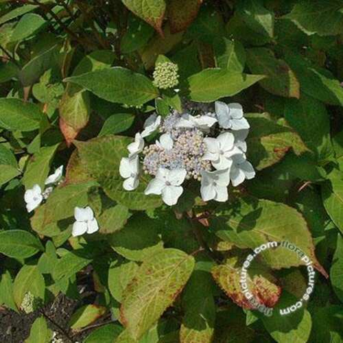 Afbeelding bij Hortensia – schermvormig - Hydrangea macr. &#039;Ramis Pictis&#039; 