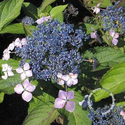 Afbeelding bij Hortensia – schermvormig - Hydrangea macr. &#039;Red Rock&#039; 