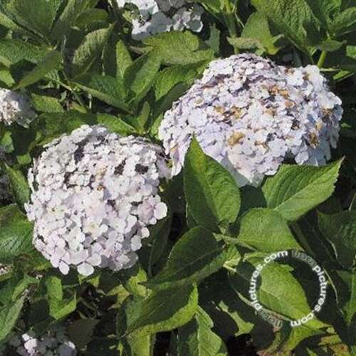 Afbeelding bij Hortensia – schermvormig - Hydrangea macr. &#039;Rosewarne Lace&#039; 