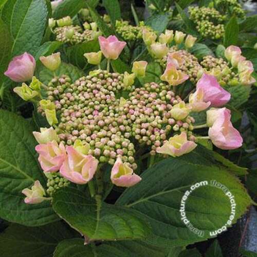 Afbeelding bij Hortensia – schermvormig - Hydrangea macr. &#039;Sturdy Nanping&#039; 