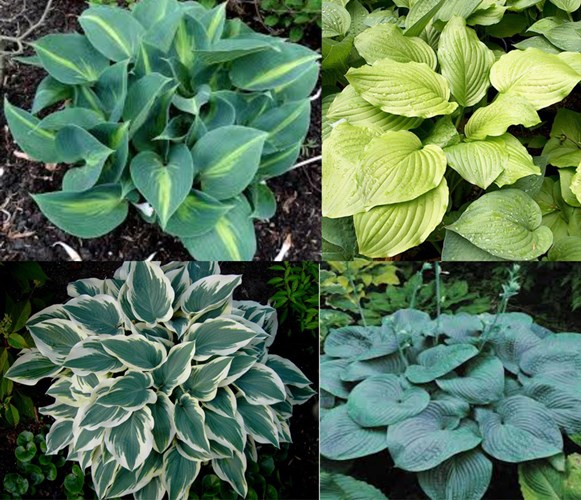 Afbeelding bij Hosta / Hartlelie (soort)