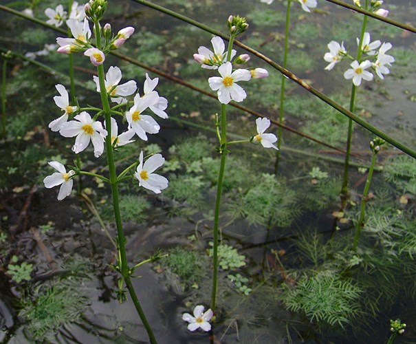 Afbeelding bij Hottonia palustris / Waterviolier
