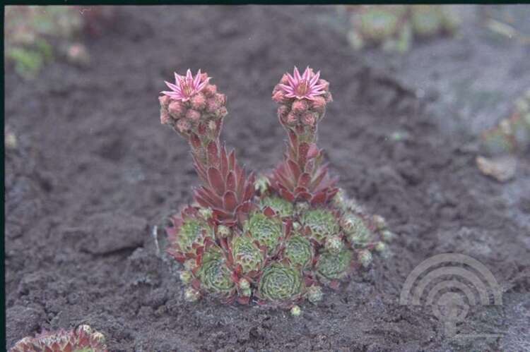 Afbeelding bij Huislook - Sempervivum &#039;Birchmeier&#039; 