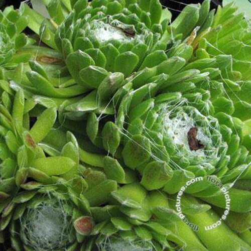 Afbeelding bij Huislook - Sempervivum ciliosum borisii 