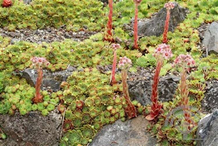 Afbeelding bij Huislook - Sempervivum &#039;Commander Hay&#039; 