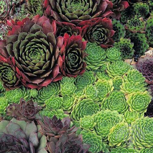 Afbeelding bij Huislook - Sempervivum 