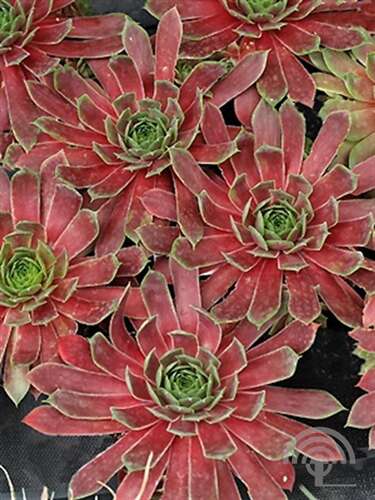 Afbeelding bij Huislook - Sempervivum &#039;Lipari&#039; 