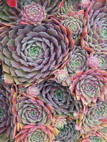 Afbeelding bij Huislook - Sempervivum 'Othello' 