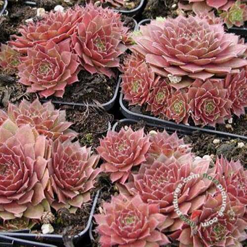 Afbeelding bij Huislook - Sempervivum &#039;Rubin&#039; 