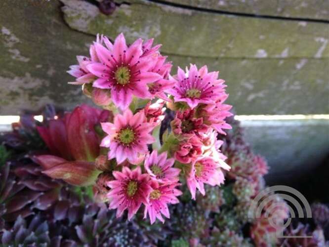 Afbeelding bij Huislook - Sempervivum &#039;Silberkarneol&#039; 