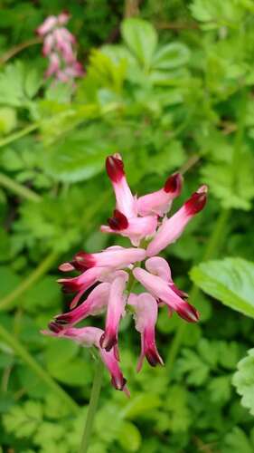 Afbeelding bij Hulp gezocht bij deze gevonden planten.
