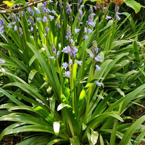 Afbeelding bij Hyacinthoides / Spaanse boshyacint (soort)